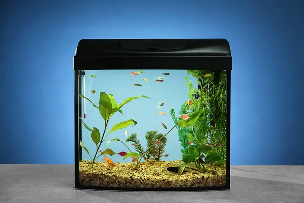 Prachtige aquarium op tafel tegen een achtergrond met kleur — Stockfoto