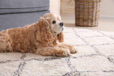 Cute dog near wet spot on carpet clipart