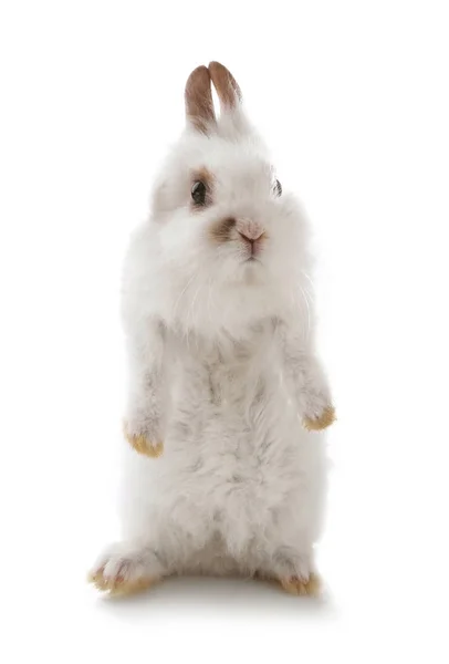 Schattig pluizig konijn op witte achtergrond — Stockfoto