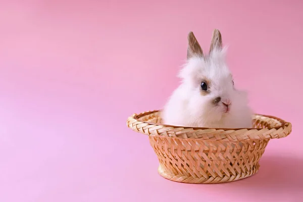 Cute fluffy rabbit in hat on color background — Stock Photo, Image