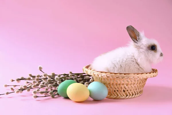 Cute fluffy rabbit in hat and Easter eggs on color background