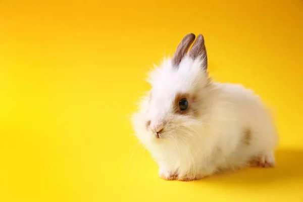Милий пухнастий кролик на кольоровому фоні — стокове фото