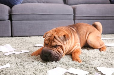 Katta evde kağıt ile oynayan yaramaz köpek