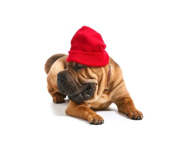 Beyaz arka planda şapka ile sevimli komik köpek