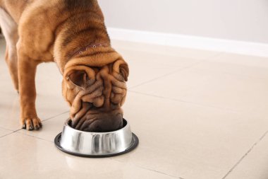Şirin komik köpek içme suyu evde