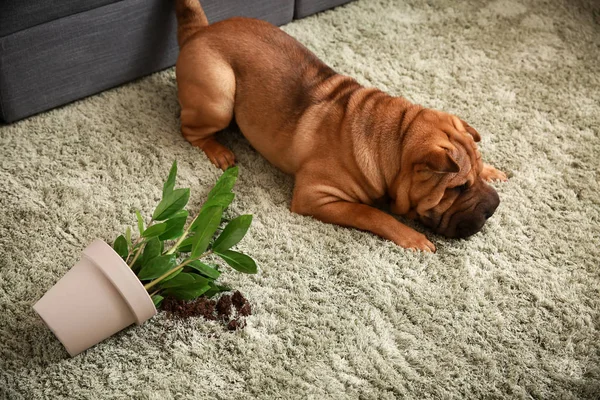 Naughty dog and dropped houseplant on carpet in room