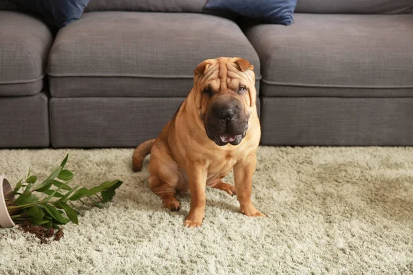 Fræk hund og faldt stueplante på tæppe i rummet - Stock-foto