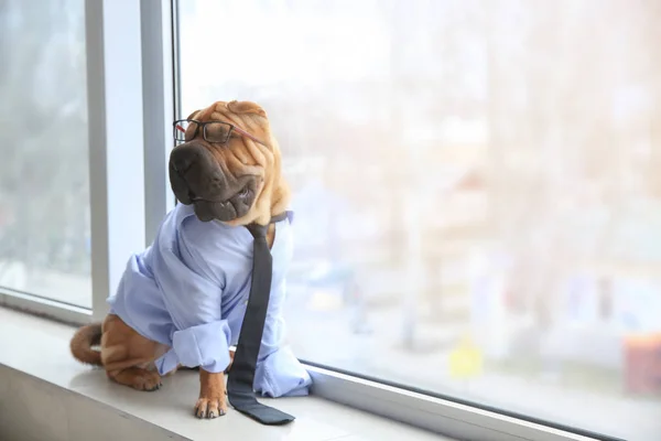 Lindo perro divertido vestido como hombre de negocios cerca de ventana — Foto de Stock