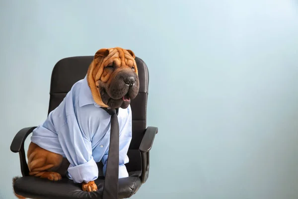 Cute funny dog dressed as businessman sitting on chair — Stock Photo, Image