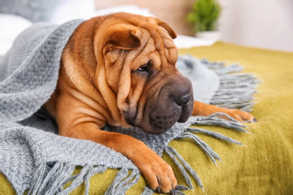 Cute funny dog on bed at home — Stock Photo, Image