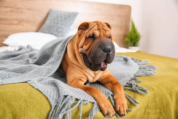 Cute funny dog on bed at home