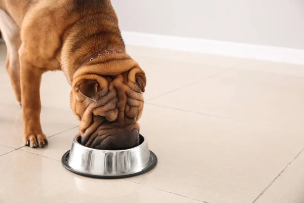 Lindo perro divertido beber agua en casa —  Fotos de Stock