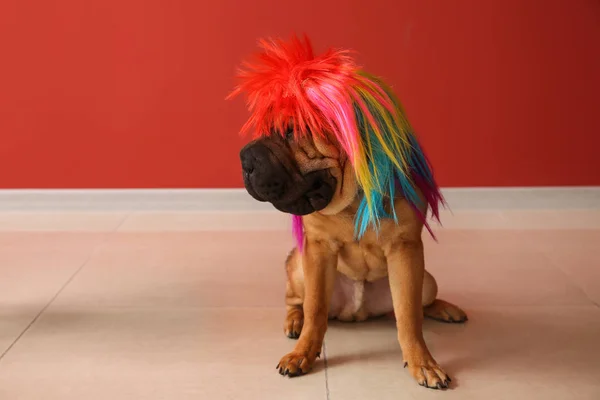 Cute funny dog in colorful wig at home