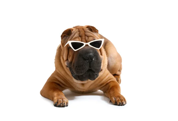 Ładny zabawny pies z okulary przeciwsłoneczne na białym tle — Zdjęcie stockowe