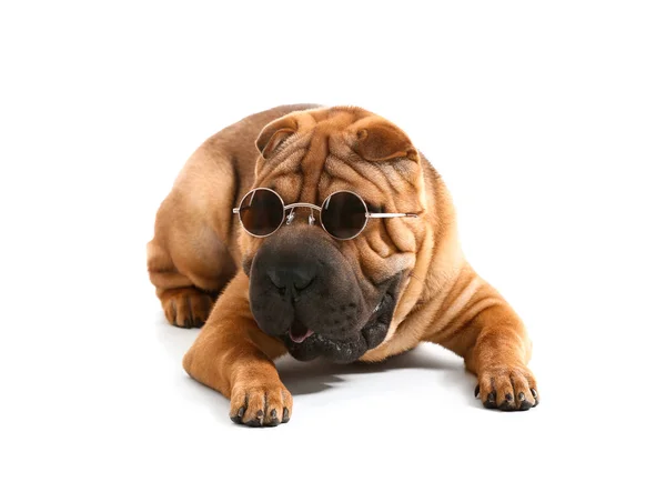 Beyaz arka plan üzerinde güneş gözlüğü ile sevimli komik köpek — Stok fotoğraf