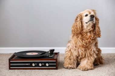 Halı pikap vinil disk ile yakın oturan sevimli komik köpek