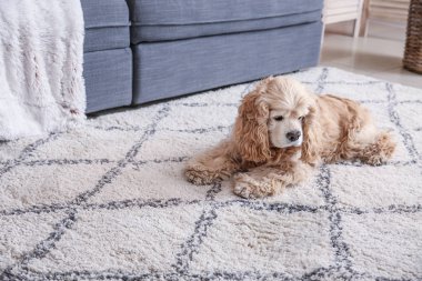 Sevimli köpek halı ıslak oracıkta yakınındaki