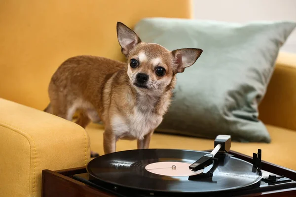 Gramofon s vinyl disk a roztomilý pejsek na křeslo v pokoji — Stock fotografie