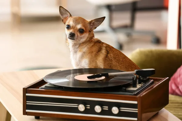 Cute funny dog near record player with vinyl disc in room — Stock Photo, Image