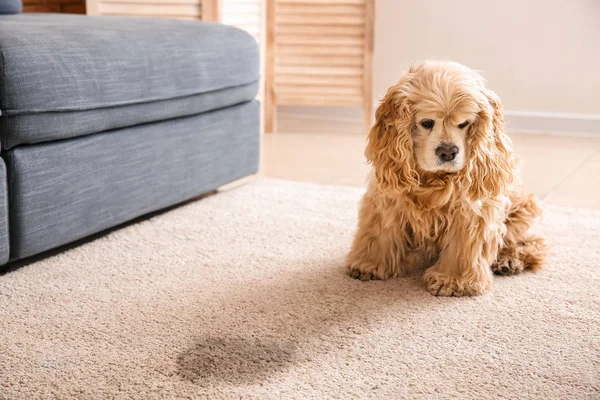 Cute dog near wet spot on carpet — Stock Photo, Image