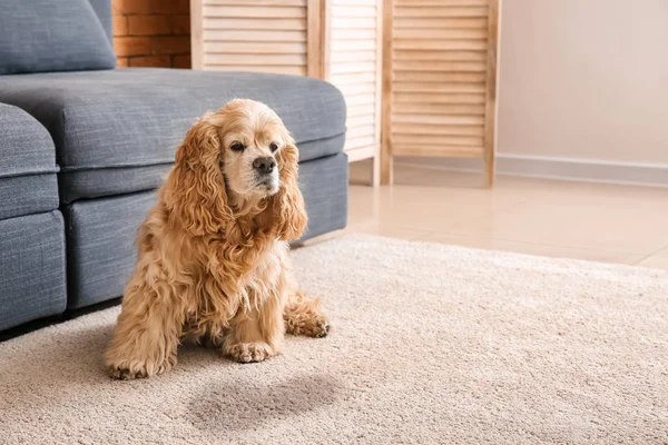 Cute dog near wet spot on carpet — Stock Photo, Image