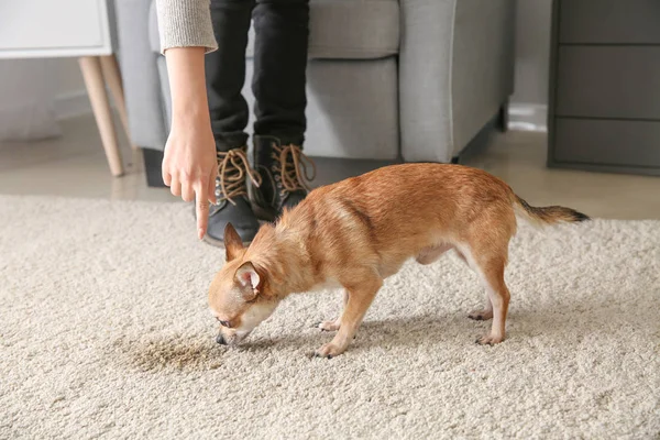 Właściciel, zbeształ jej psa na mokra plama na dywanie — Zdjęcie stockowe