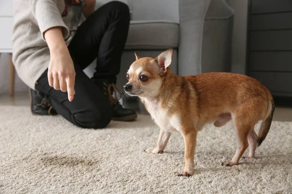 Proprietário repreender seu cão para ponto molhado no tapete — Fotografia de Stock