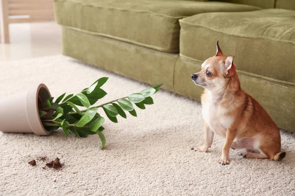 Cute dog and dropped pot with houseplant on carpet — Stock Photo, Image