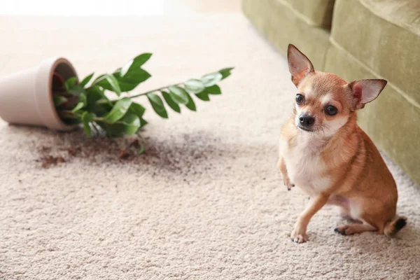 Cão bonito e pote caiu com planta de sala no tapete — Fotografia de Stock