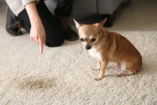 Propietario regañando a su perro por mancha húmeda en la alfombra — Foto de Stock