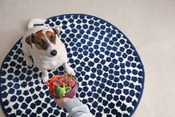 Mulher alimentando bonito cão engraçado em casa — Fotografia de Stock