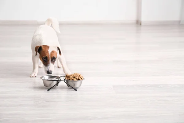 Evde yemek ile kase yakınındaki şirin komik köpek — Stok fotoğraf