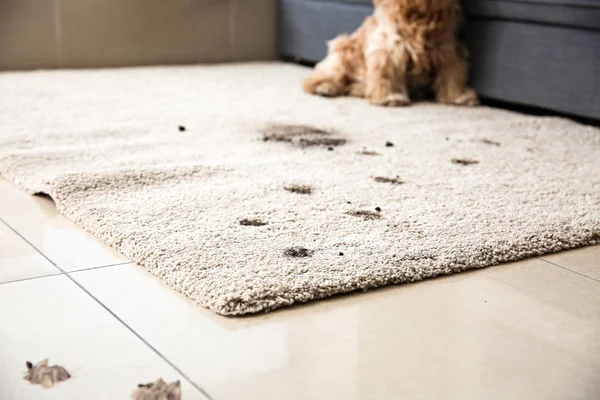 Trilhas de cães sujos no tapete — Fotografia de Stock