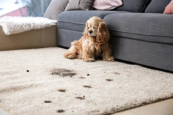 Lucu anjing dan kotor jalan di karpet — Stok Foto