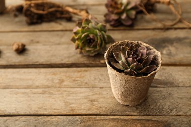 Ahşap masa üzerinde sulu ile pota