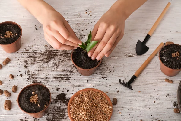 Mulher que estabelece plantas e sementes em vasos na mesa de madeira — Fotografia de Stock