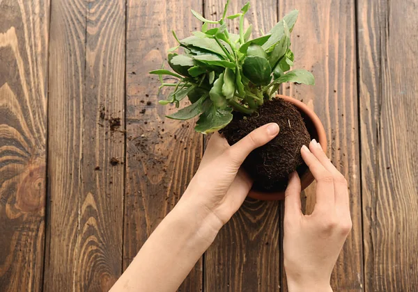 Vrouw plant in pot op houten tafel worden uiteengezet — Stockfoto