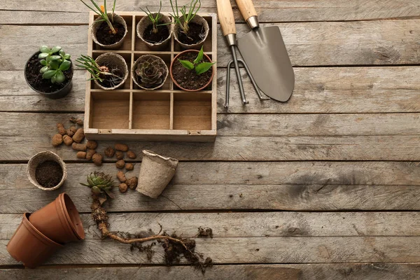 Composición con herramientas de jardinería y plantas sobre fondo de madera — Foto de Stock