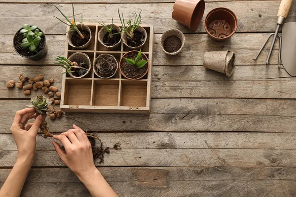 Mujer plantando plantas en macetas sobre mesa de madera — Foto de Stock