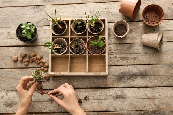 Mulher que estabelece plantas em vasos na mesa de madeira — Fotografia de Stock