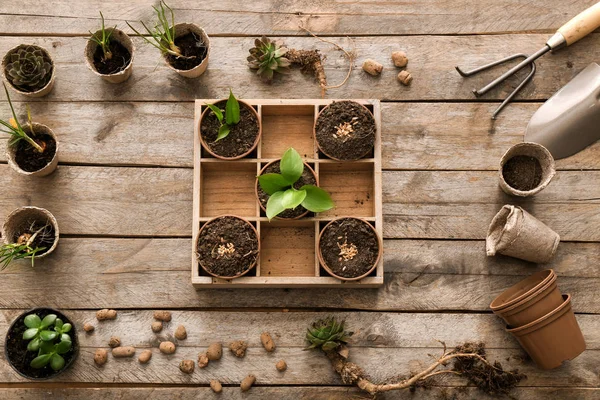 Komposition mit Gartengeräten und Pflanzen auf hölzernem Hintergrund — Stockfoto