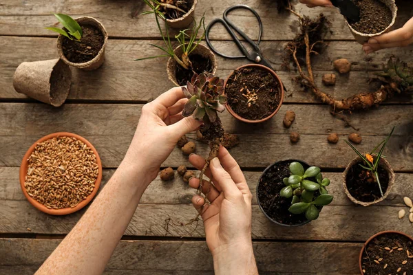 Mulher que estabelece plantas em vasos na mesa de madeira — Fotografia de Stock