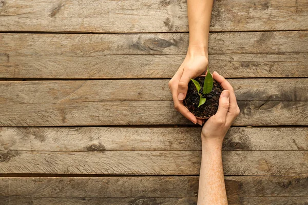 Female hands holding pot with green plant on wooden background — Stock Photo, Image