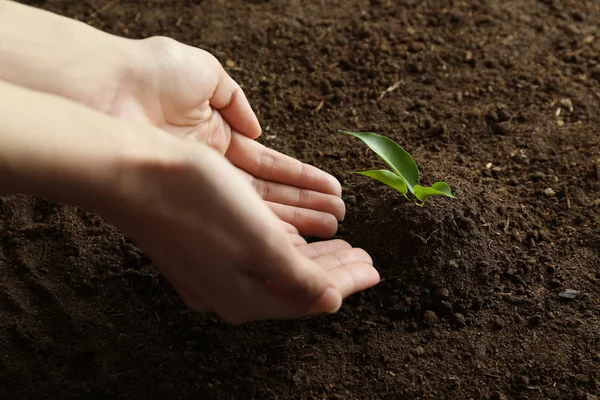 Woman setting out plant in soil — Stock Photo, Image