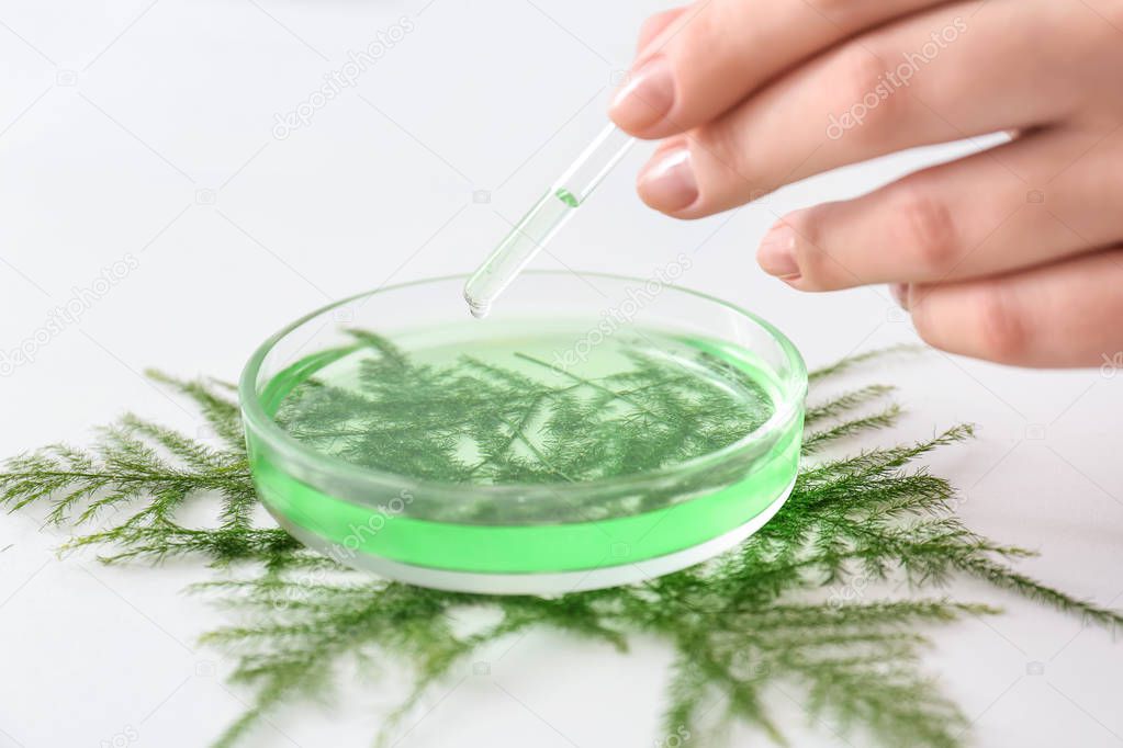 Pharmacist making plant based remedy, closeup