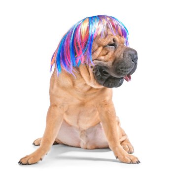 Beyaz arka plan üzerinde peruk ile şirin komik köpek