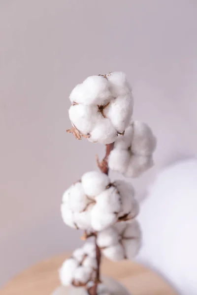 Cotton flowers on light background — Stock Photo, Image
