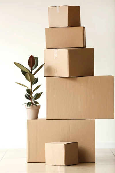 Pohyblivé krabice s rostlinným zařízením u světlé zdi — Stock fotografie