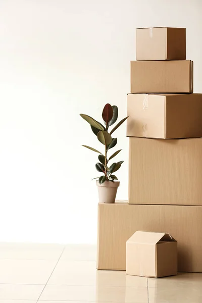 Cajas móviles con planta cerca de pared de luz —  Fotos de Stock