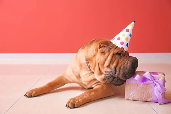 Cute funny dog in Birthday cap and with gift at home